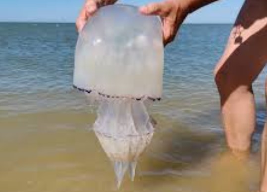 Екологи б'ють на сполох: окупанти планують масовий вилов медуз в Азовському морі